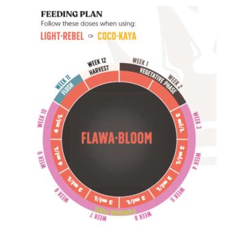 Juju Royal Flowa Bloom